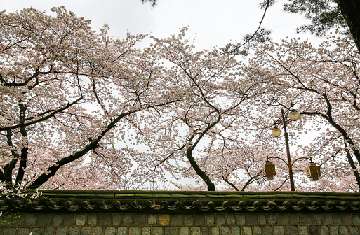 Cherry blossoms around Daereungwon, Gyeongju