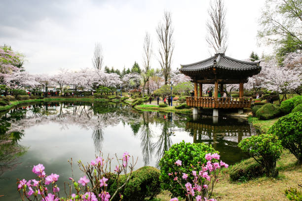 White cherry blossoms blooming on a lake in Bomunjeong, Gyeongju stock photo