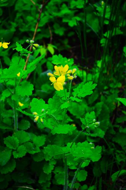 istock Yellow flowers blooming in spring 1339961537