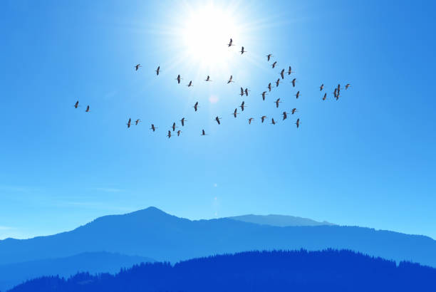 istock Flock of birds flying over Mountain Range 1339963755