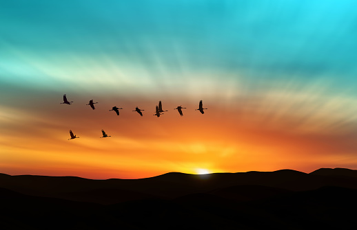 Amazing sky on sunset or sunrise with flying birds