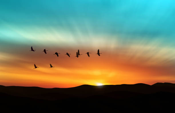 Amazing sky on sunset or sunrise with flying birds Bright and beautiful sky on sunset or sunrise with flying birds natural background environment or ecology concept large group of animals photos stock pictures, royalty-free photos & images
