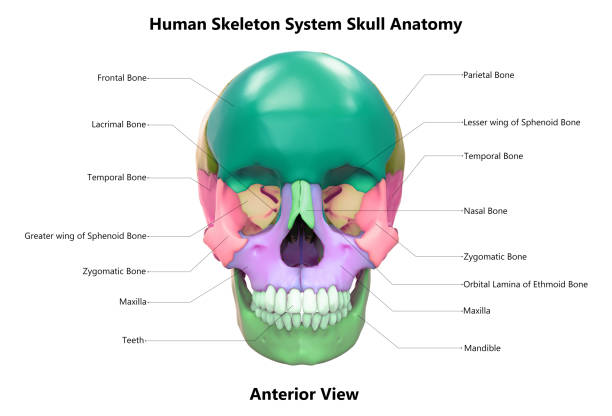 3D Human Skull - Color Background - 3D Rendering