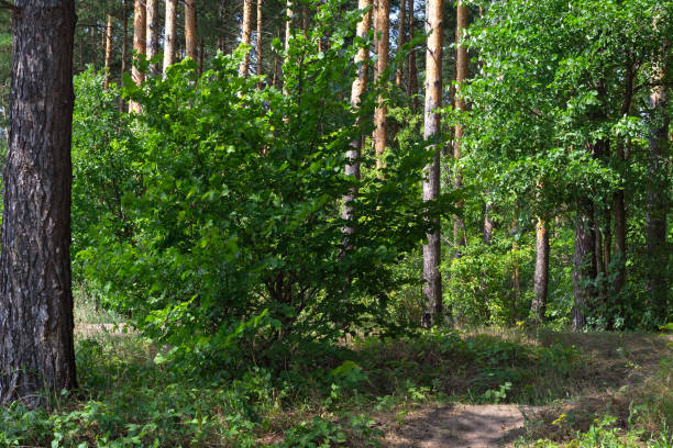 bosque de pino verde con exuberante maleza caducifolia debajo - soto fotografías e imágenes de stock