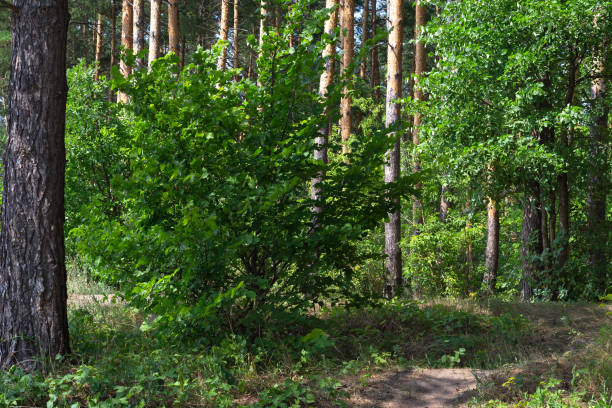 green pine forest with lush deciduous undergrowth below - copse imagens e fotografias de stock