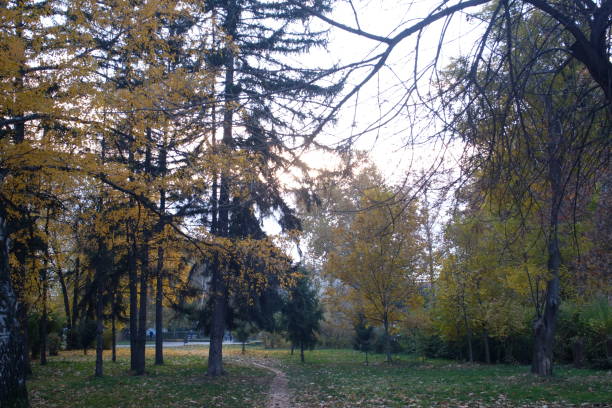 istock Autumn in the park landscape 1339967003
