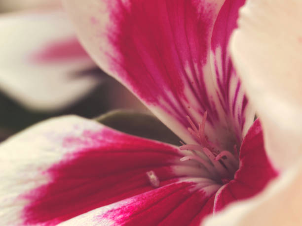 istock Macro shot of a pink and white pelargonium 1339968548
