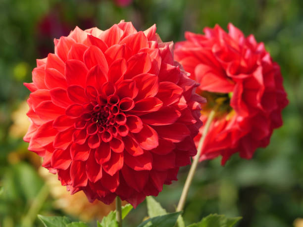 istock dahlias in a german garden 1339968606