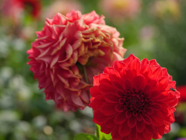 istock dahlias in a german garden 1339968627