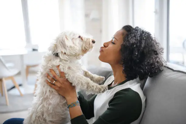 Photo of Portrait of happy mature woman sitting indoors at home, playing with dog.