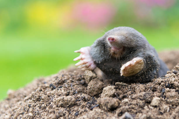 istock Mole animal peeking from the tunnel 1339969605