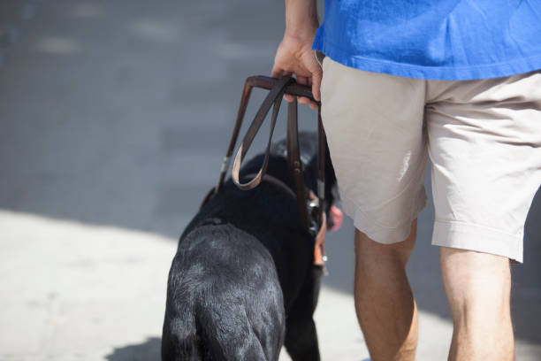 istock Young blind man walking with black dog guide 1339970209
