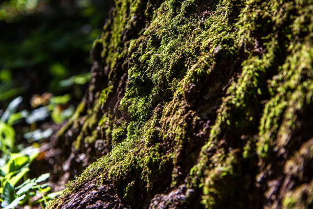 istock Moss on an old stump in the woods. 1339970292