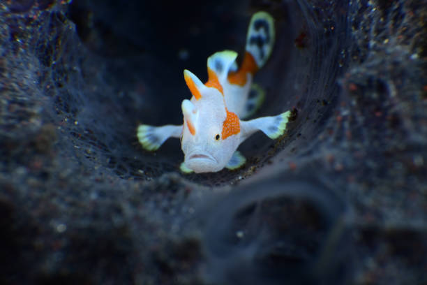 poisson-grenouille clown. - anglerfish sea fish underwater photos et images de collection