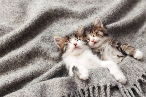 istock Two little kittens sleep with their eyes closed and covered with fluffy blanket 1339973516