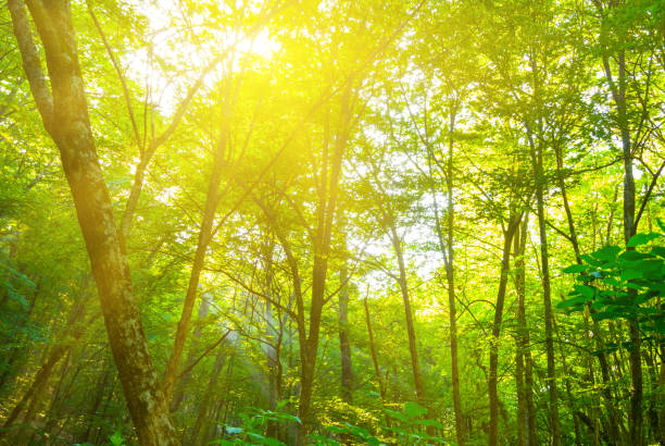 closeup forest in light of sparkle sun, beautiful natural background