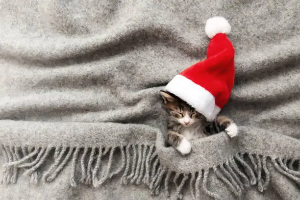 Photo of Christmas kitten in red Santa hat sleep with eyes closed, covered with blanket