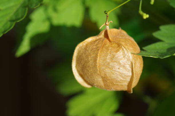 istock Close-up of brown balloon vine 1339974915