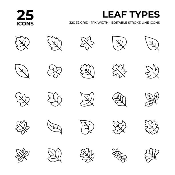 Leaf Types Line Icon Set Leaf Types Vector Style Thin Line Icons on a 32 pixel grid with 1 pixel stroke width. Unique Style Pixel Perfect Icons can be used for infographics, mobile and web and so on. october clipart stock illustrations