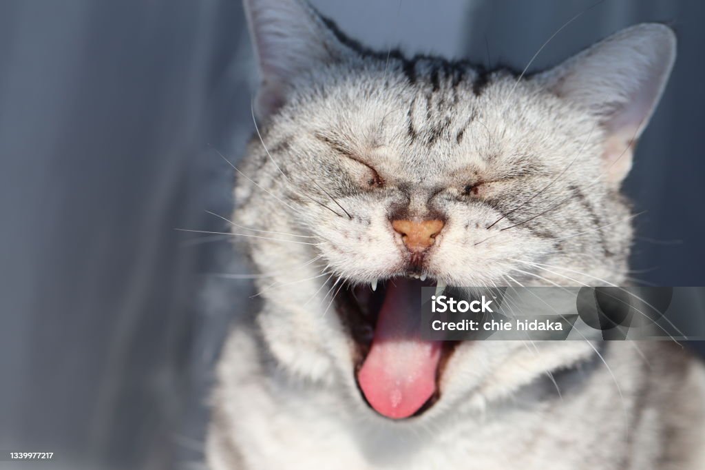 Cat Rauuugh A Cat With A Big Laugh Stock Photo - Download Image Now - Domestic Cat ...
