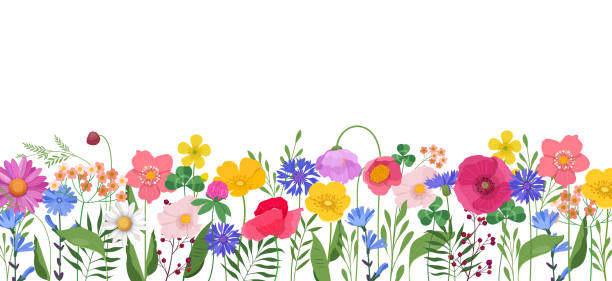 illustrazioni stock, clip art, cartoni animati e icone di tendenza di banner orizzontale con fiori e foglie selvatiche multicolori - flower bed gardening flower field