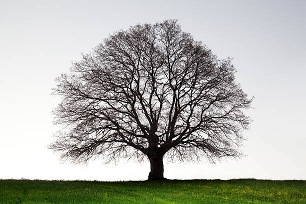 arbre vieux géant - arbre sans feuillage photos et images de collection