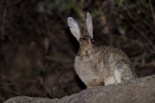 European rabbit. stock photo