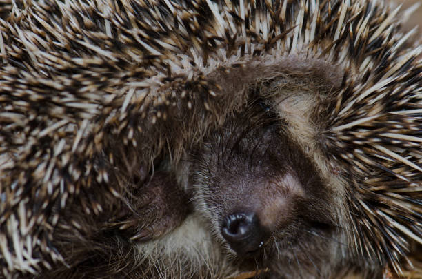istock North African hedgehog in self-protection posture. 1339978688