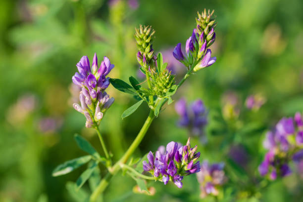 istock Flowering alfalfa on field close-up at selective focus 1339979011
