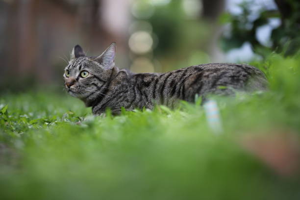 tabby cat sitting with scene nature green.