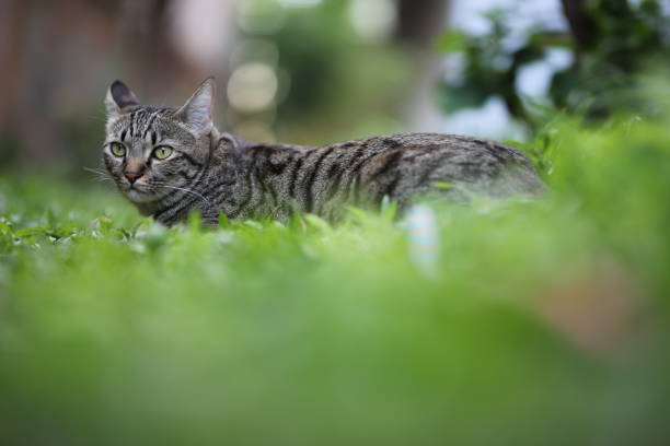 istock tabby cat sitting with scene nature green. 1339980060