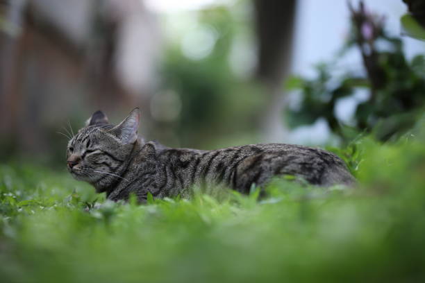 istock tabby cat sitting with scene nature green. 1339980061