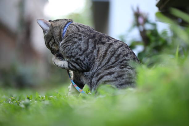 tabby cat sitting with scene nature green.
