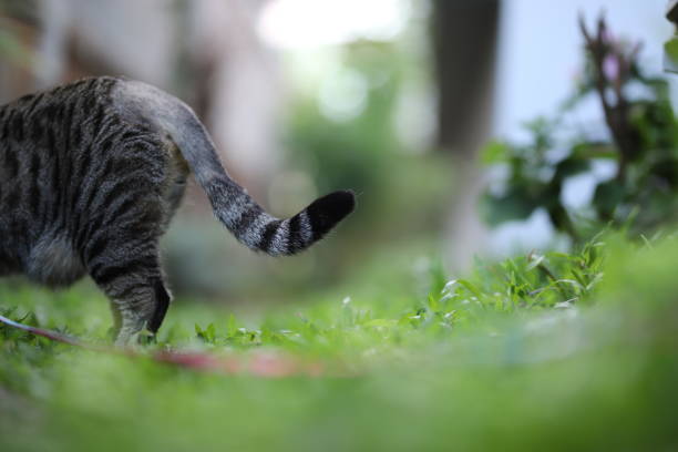 istock tabby cat sitting with scene nature green. 1339980066