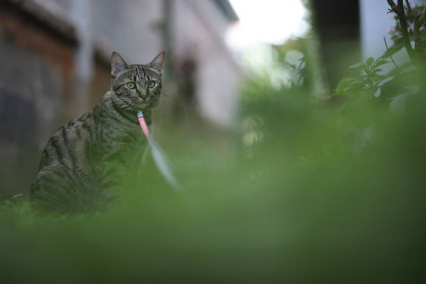 istock tabby cat sitting with scene nature green. 1339980072