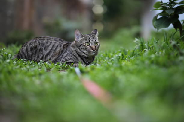 istock tabby cat sitting with scene nature green. 1339980075