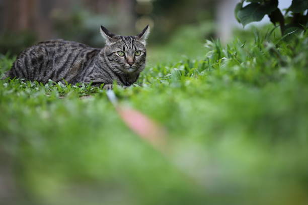 istock tabby cat sitting with scene nature green. 1339980076