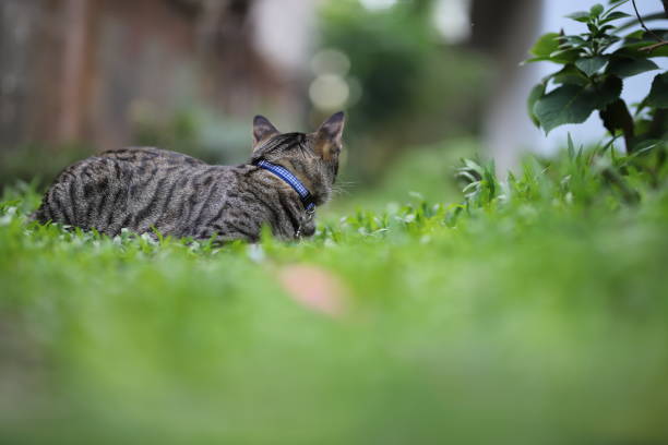 istock tabby cat sitting with scene nature green. 1339980080