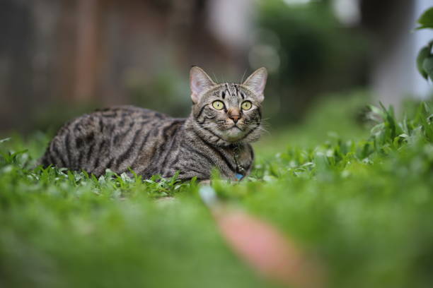 istock tabby cat sitting with scene nature green. 1339980085