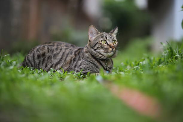 istock tabby cat sitting with scene nature green. 1339980086