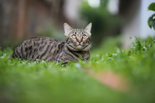 istock tabby cat sitting with scene nature green. 1339980089