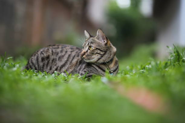 istock tabby cat sitting with scene nature green. 1339980090