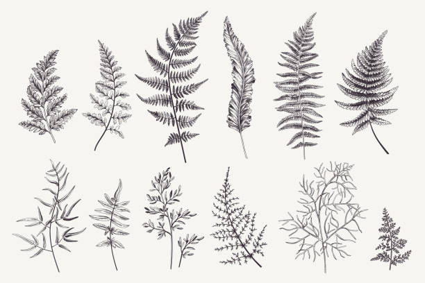 zestaw z liśćmi paproci - paprotka stock illustrations