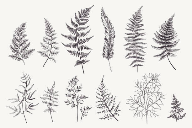 Set with fern leaves Set with fern leaves. Vector botanical illustration. Black and white. fern stock illustrations