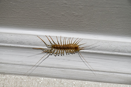 House centipede on the ceiling in the house