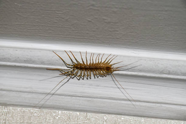 centopeia da casa no teto da casa - centipede poisonous organism toxic substance insect - fotografias e filmes do acervo