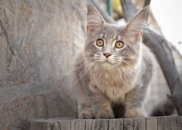 istock Maine Coon kitten outdoors 1339982690
