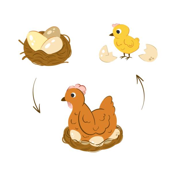 치킨 해치 스테이지 벡터 일러스트레이션. 닭고기 계란으로 깔끔하게 정성합니다. 신생아 노란색 귀여운 닭. 계란에서 닭에 대한 개발 - animal egg chicken new cracked stock illustrations