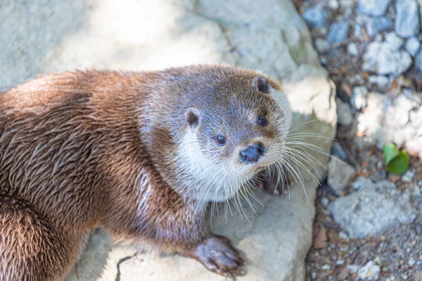 Eurasian otter (Lutra lutra)