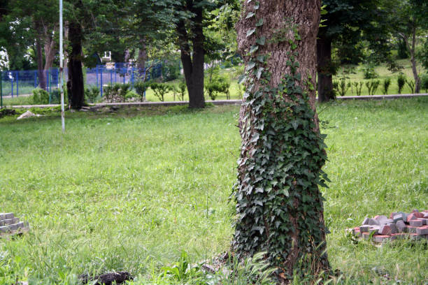 A tree trunk wrapped in green ivy. Hedera in the landscape.